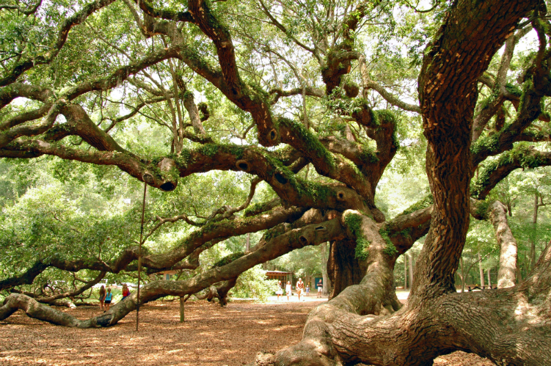 Tree services Charleston SC