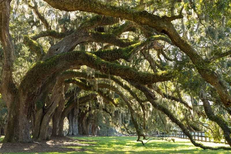 Tree services Charleston, SC